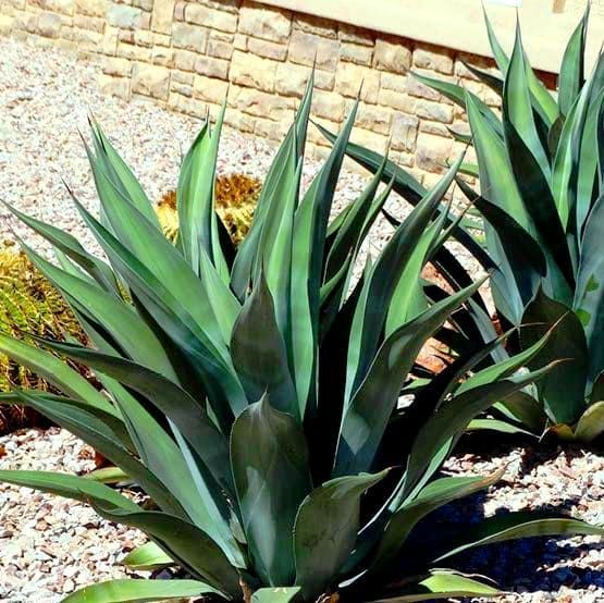 مشتل تنسيق حدائق شبكات ري وجميع انواع النخيل والأش