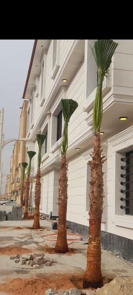 نخل واشنطن زينه أمريكي للبيع 0537883348