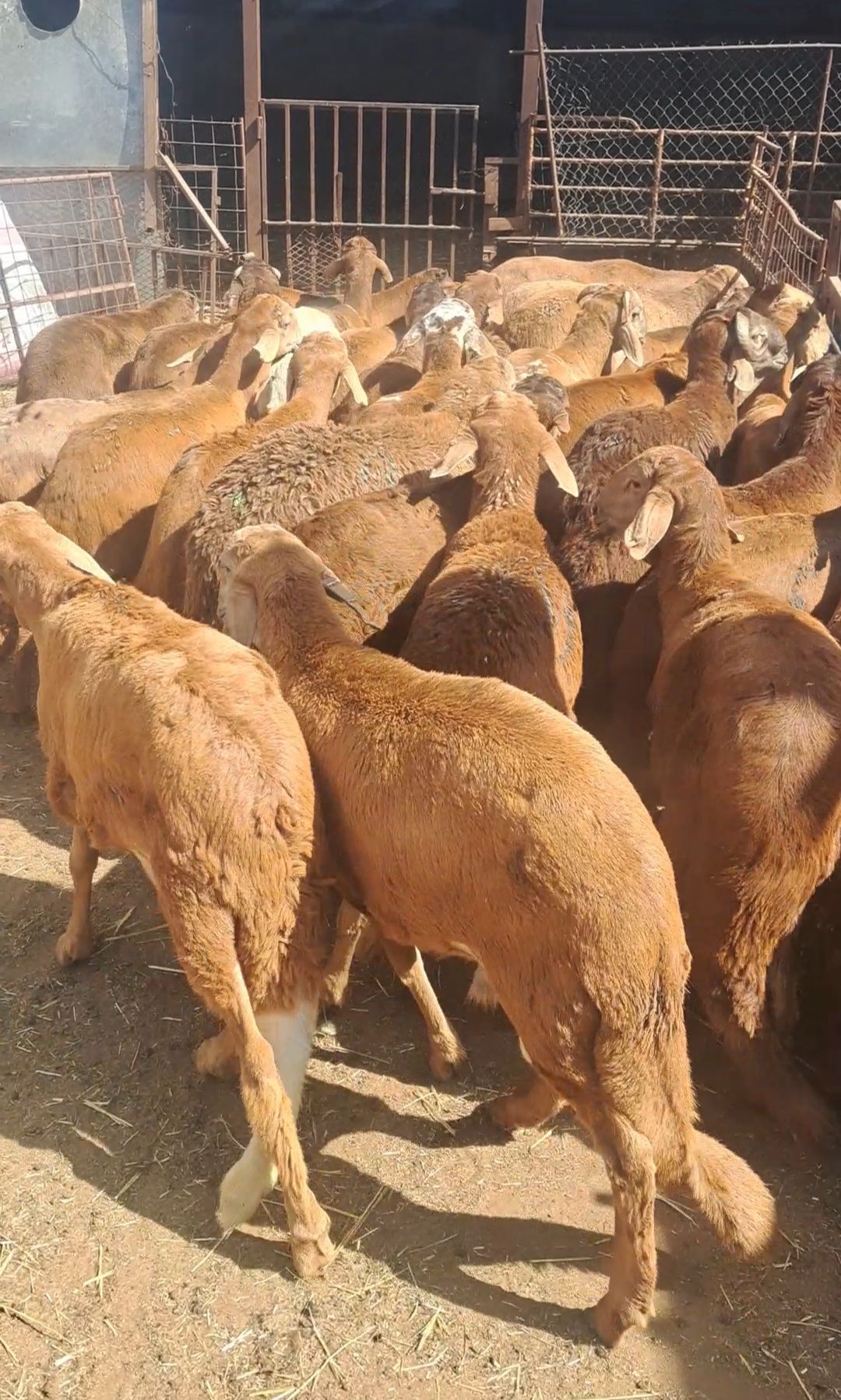 سوق الجربوع