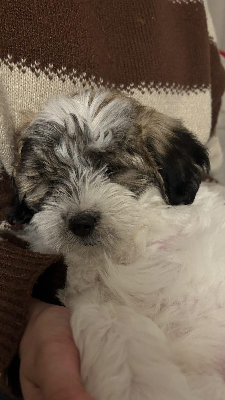 نمار العوالي