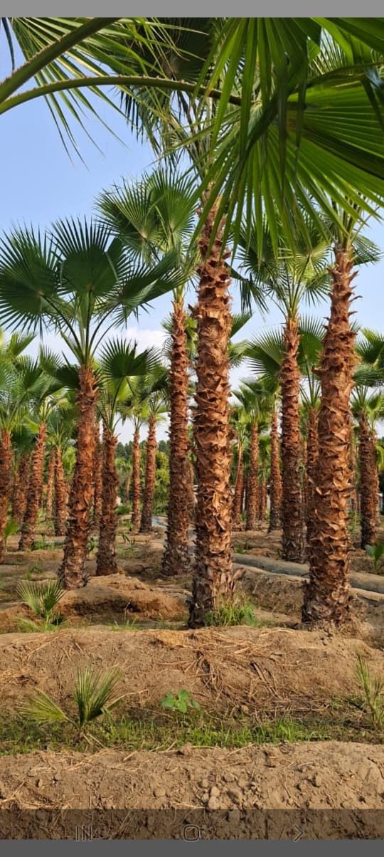 نخل واشنطن زينه أمريكي للبيع 0537883348