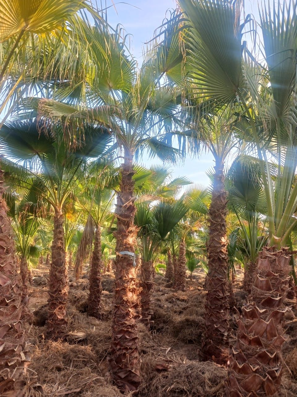 نخل واشنطن زينه أمريكي للبيع 0537883348