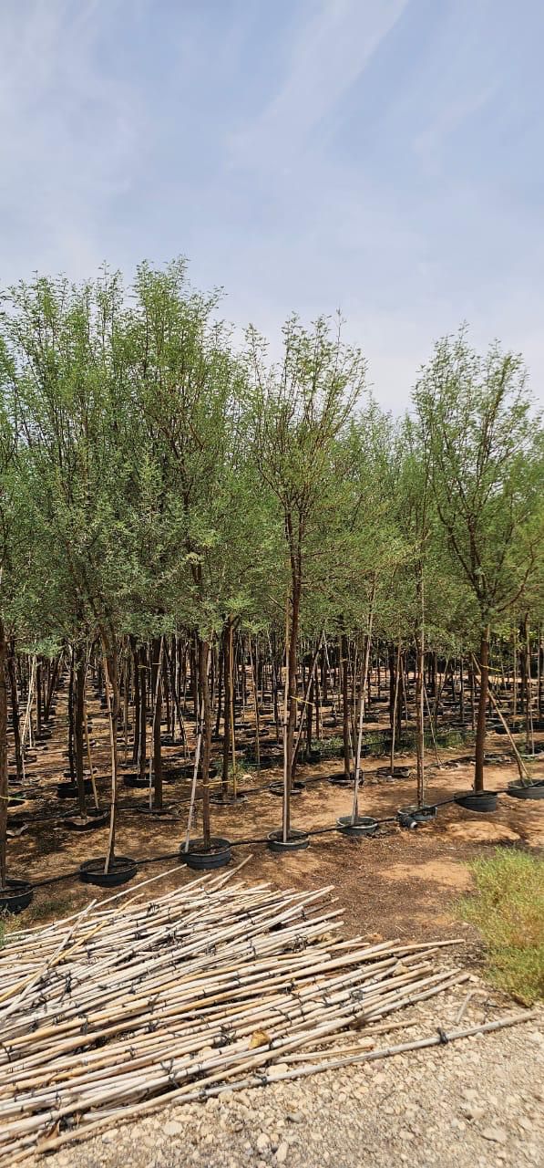 نخل للبيع بجميع انواعه وكافت مقاساته المختلفة