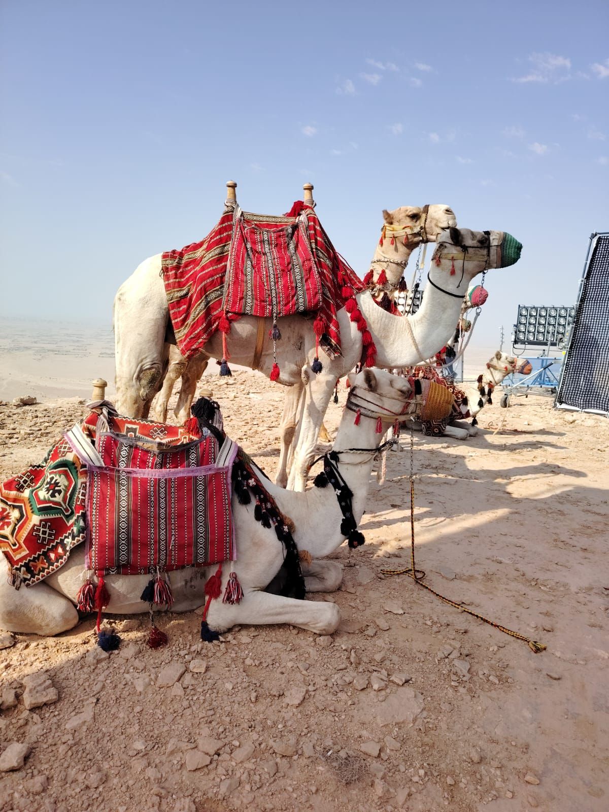 جمل وخيول للايجار