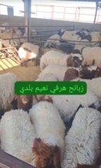 4a7864f8-bc03-418a-832c-754c5261bb80