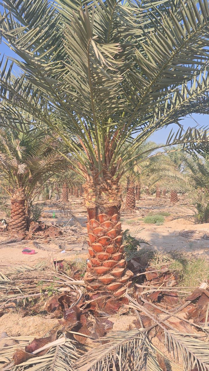 نخل للبيع بجميع انواعه وكافت مقاساته المختلفة