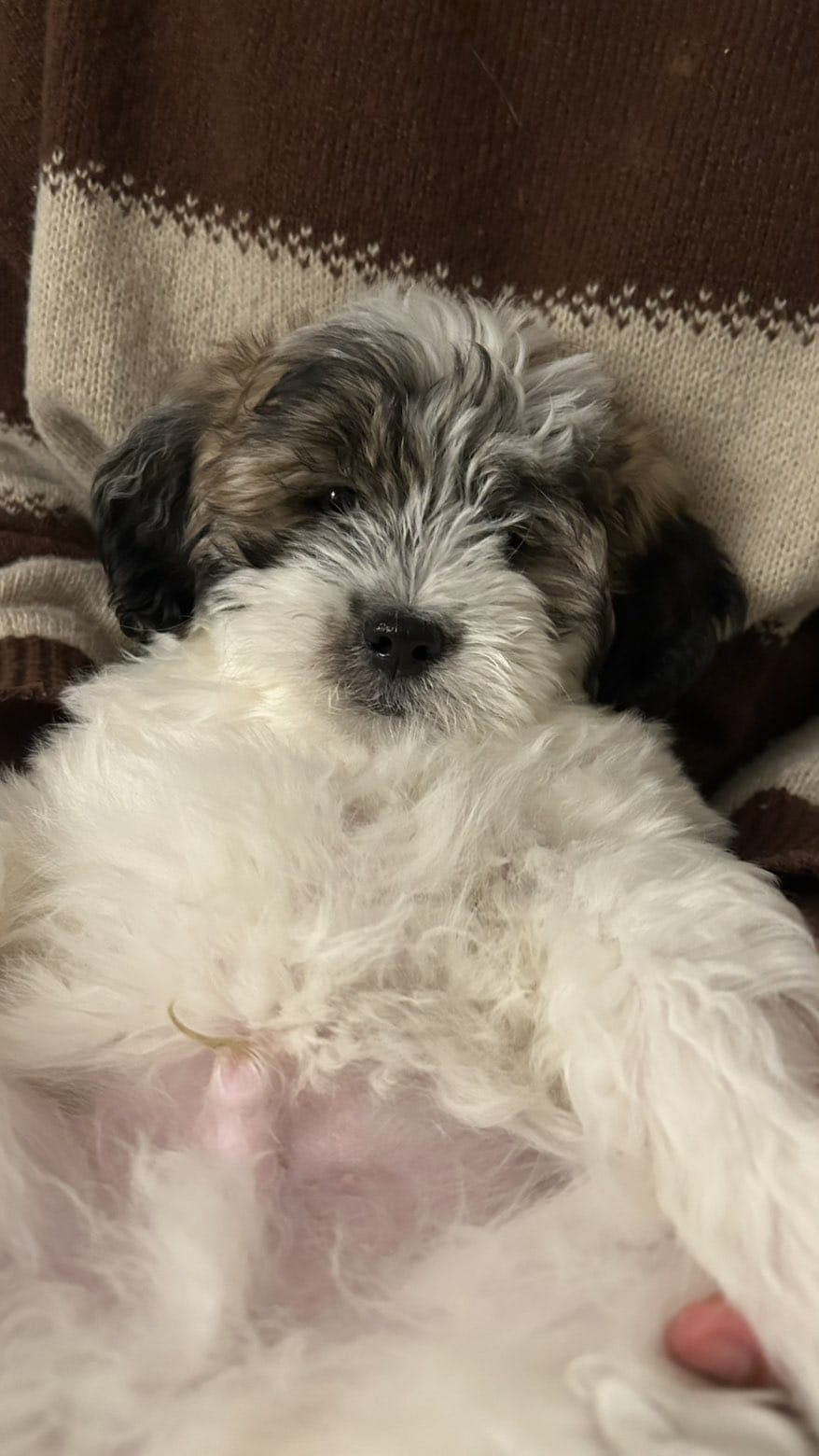 نمار العوالي