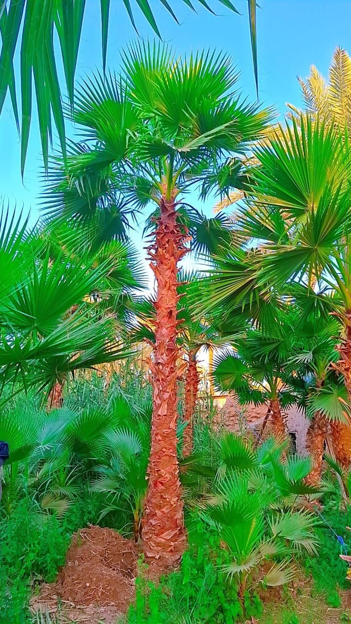 انحى ارض المملكة