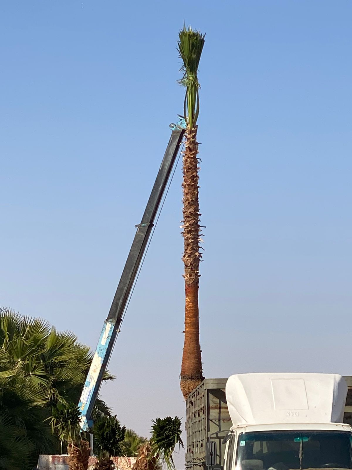 نخل واشنطن زينه أمريكي