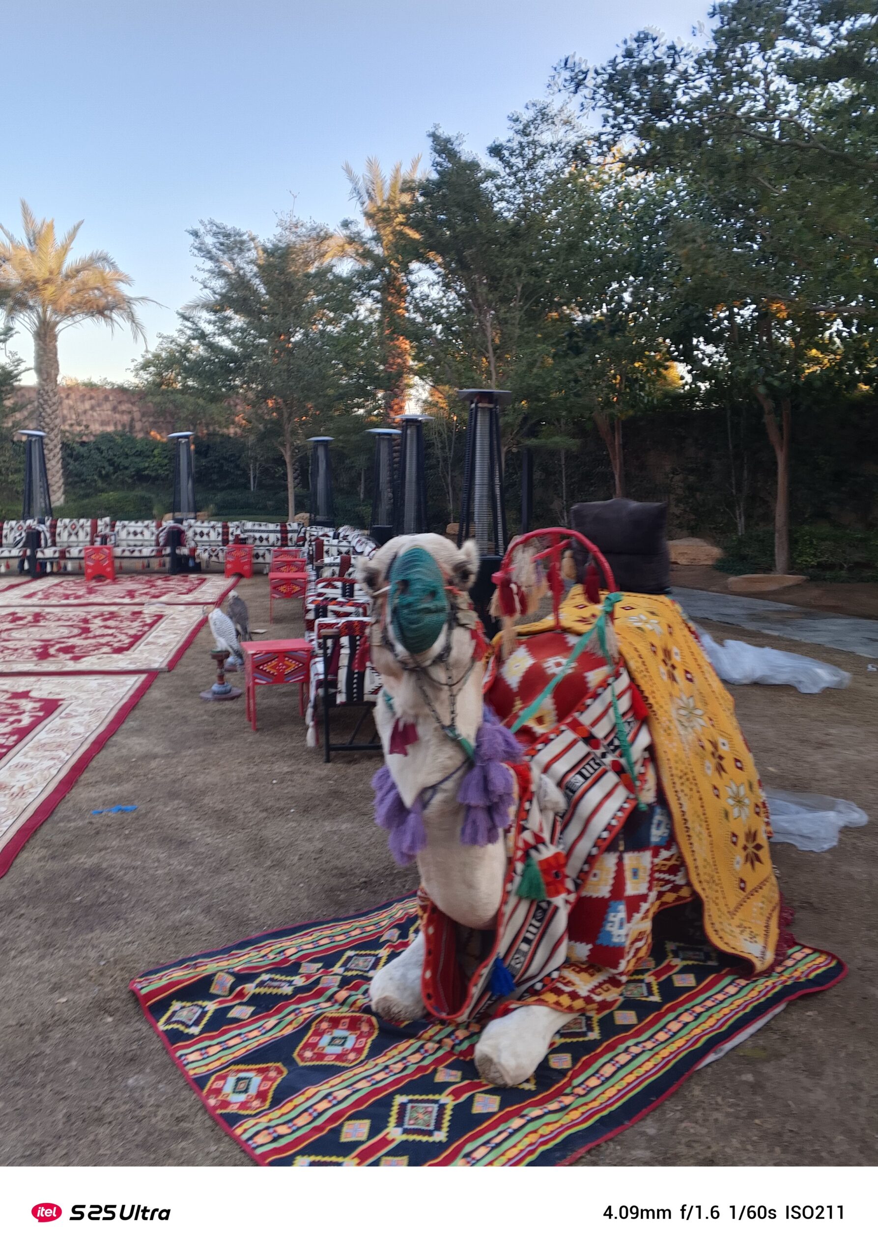 جمل وخيول للايجار