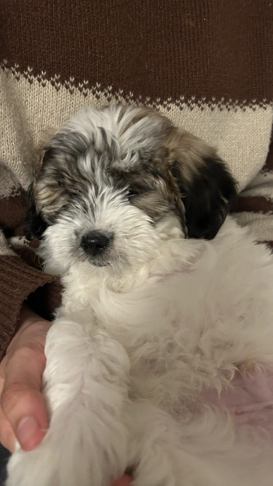 نمار العوالي