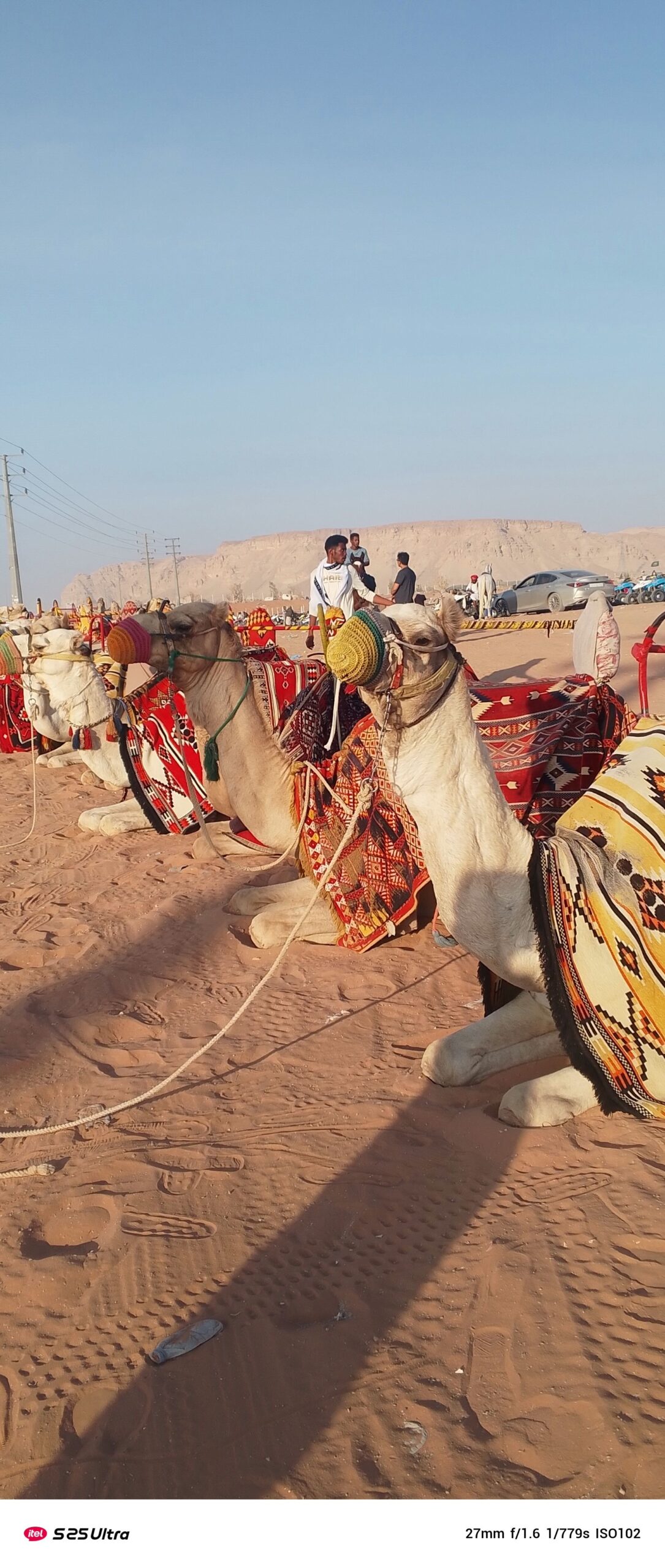 جمل وخيول للايجار