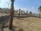 نخل للبيع بجميع انواعه وكافت مقاساته المختلفة