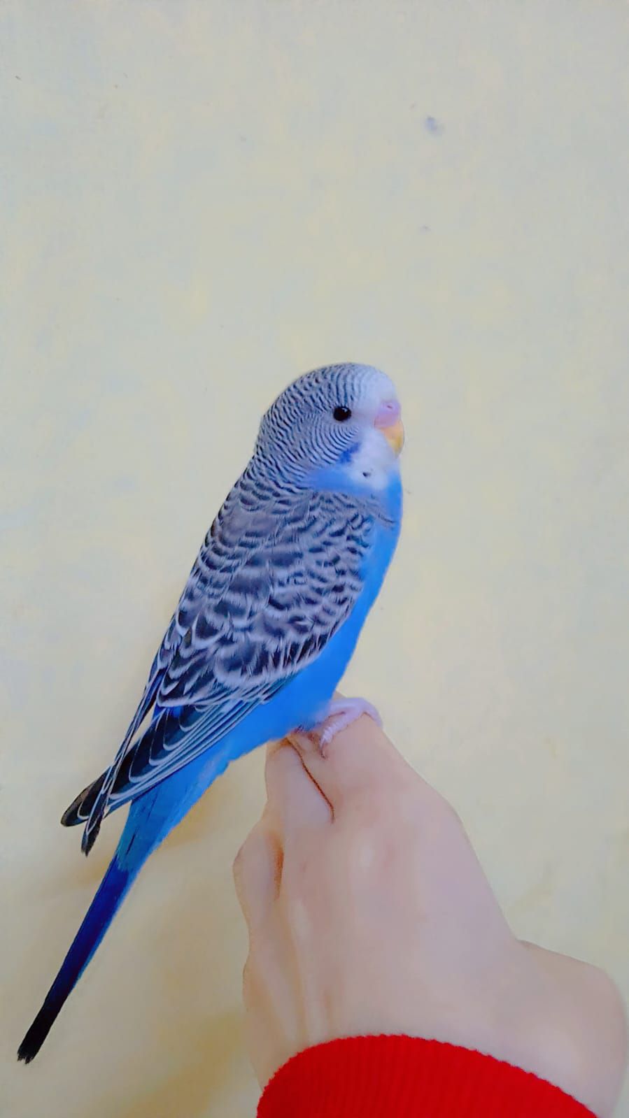 طير بادجي اليف يصلح اطفال