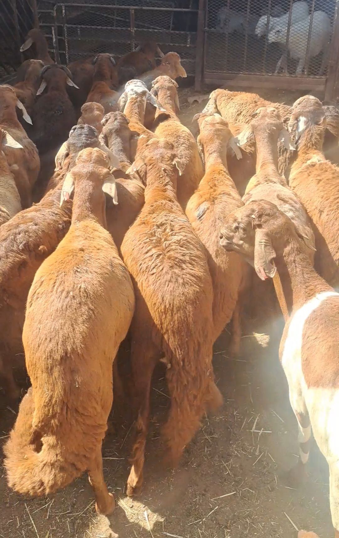 سوق الجربوع