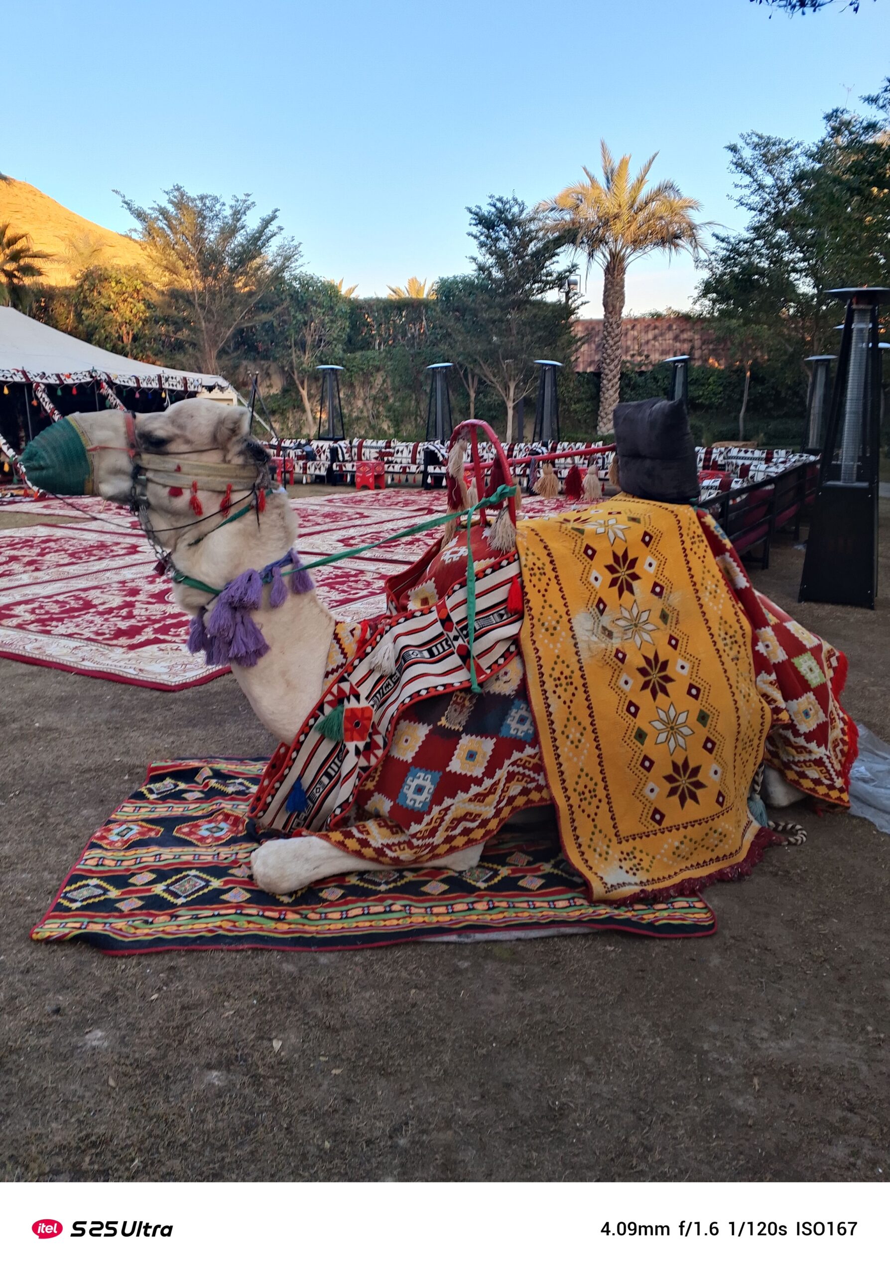 جمل وخيول للايجار