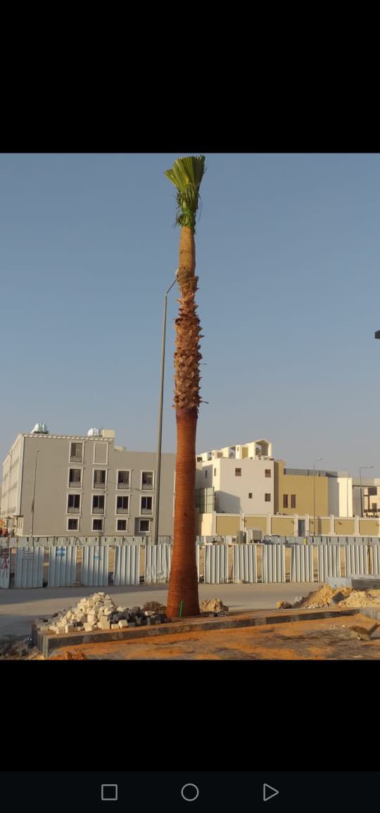 نخل للبيع بجميع انواعه وكافت مقاساته المختلفة