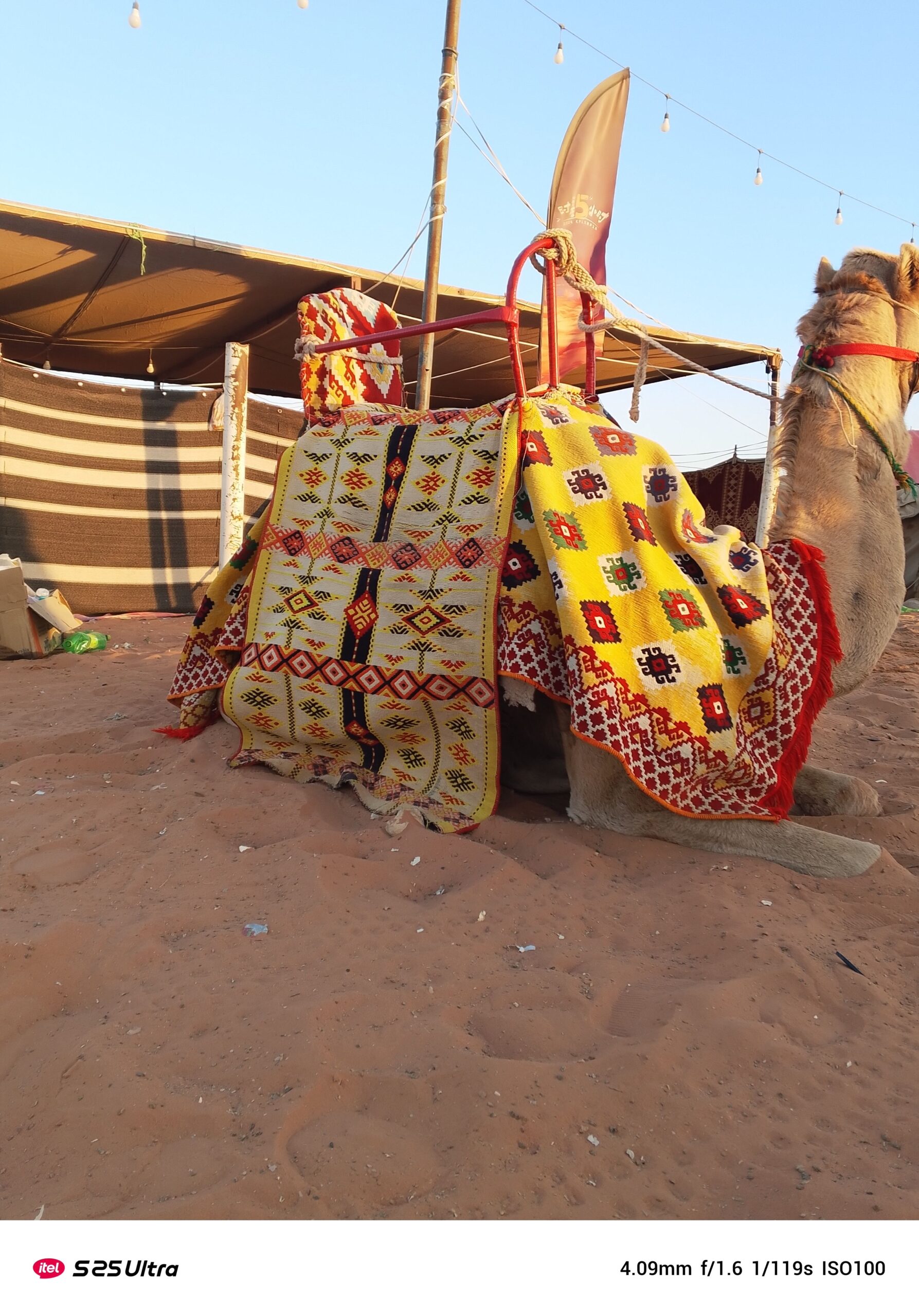 جمل وخيول للايجار