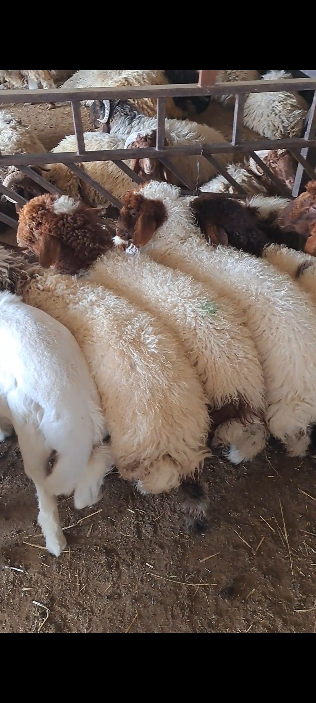 سوق الجربوع