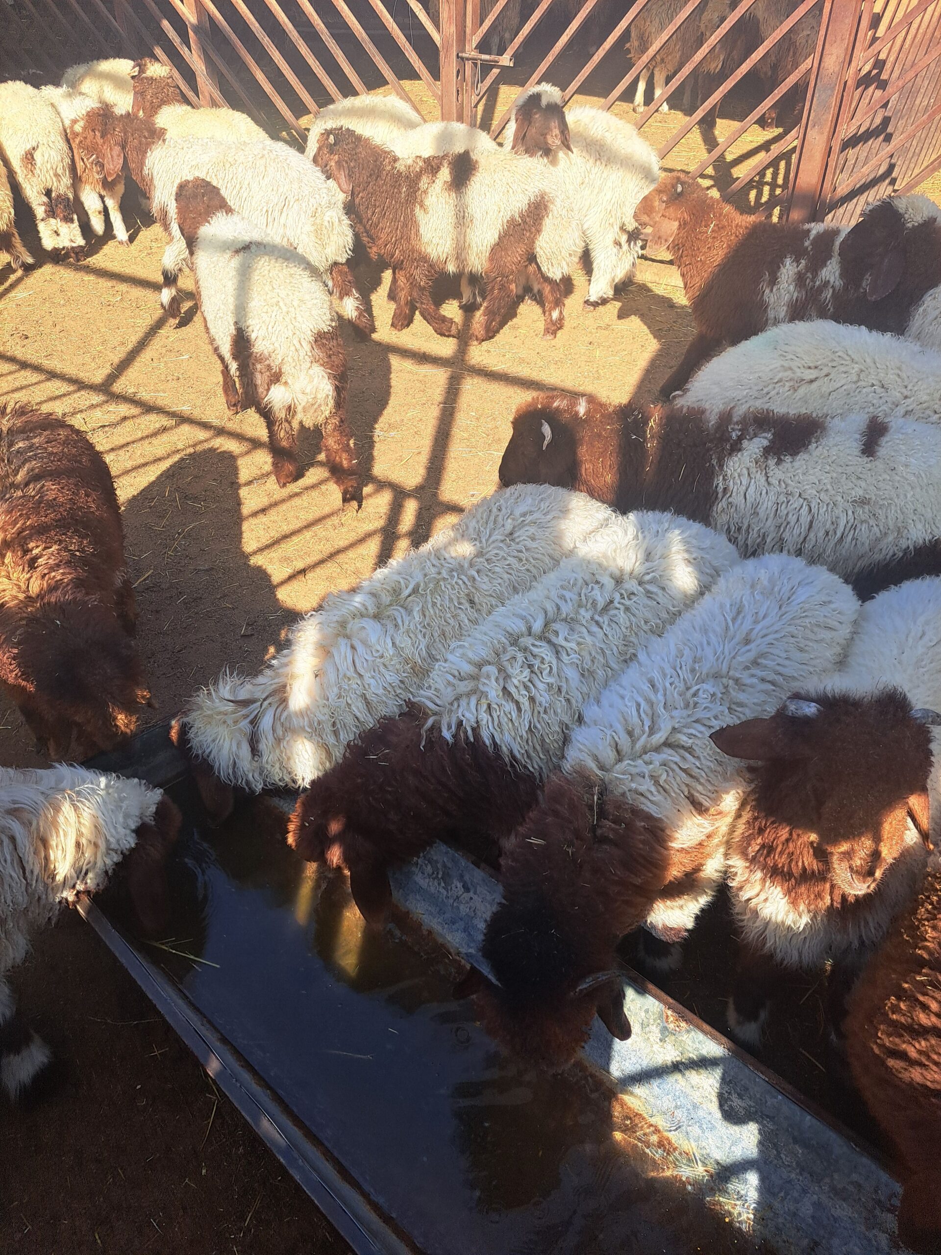 متوفر نعيم وحري وسواكني