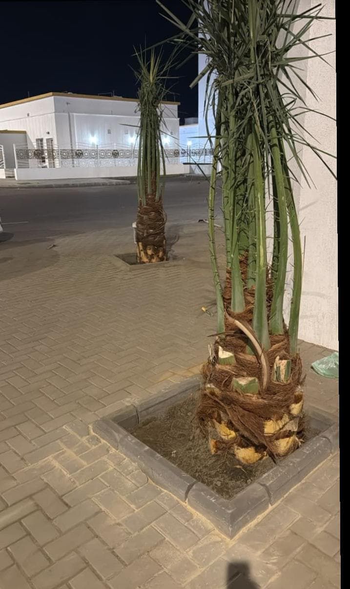 نخل للبيع بجميع انواعه وكافت مقاساته المختلفة