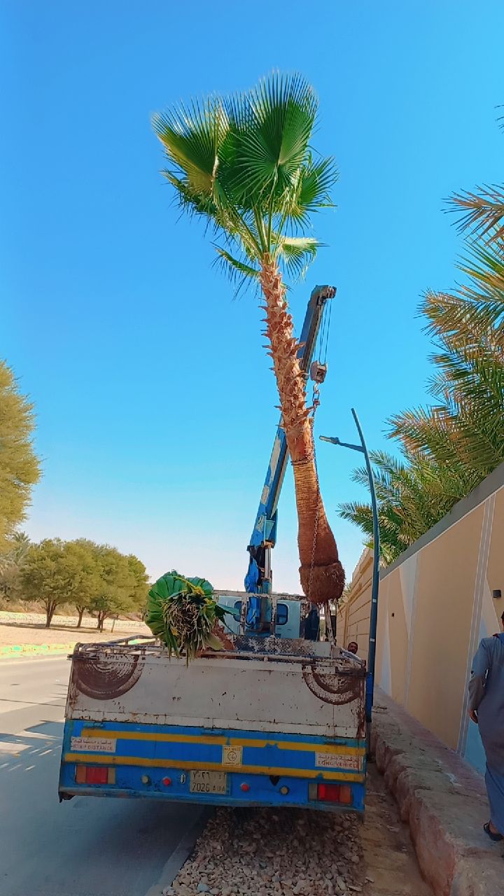 نخل واشنطن زينه أمريكي