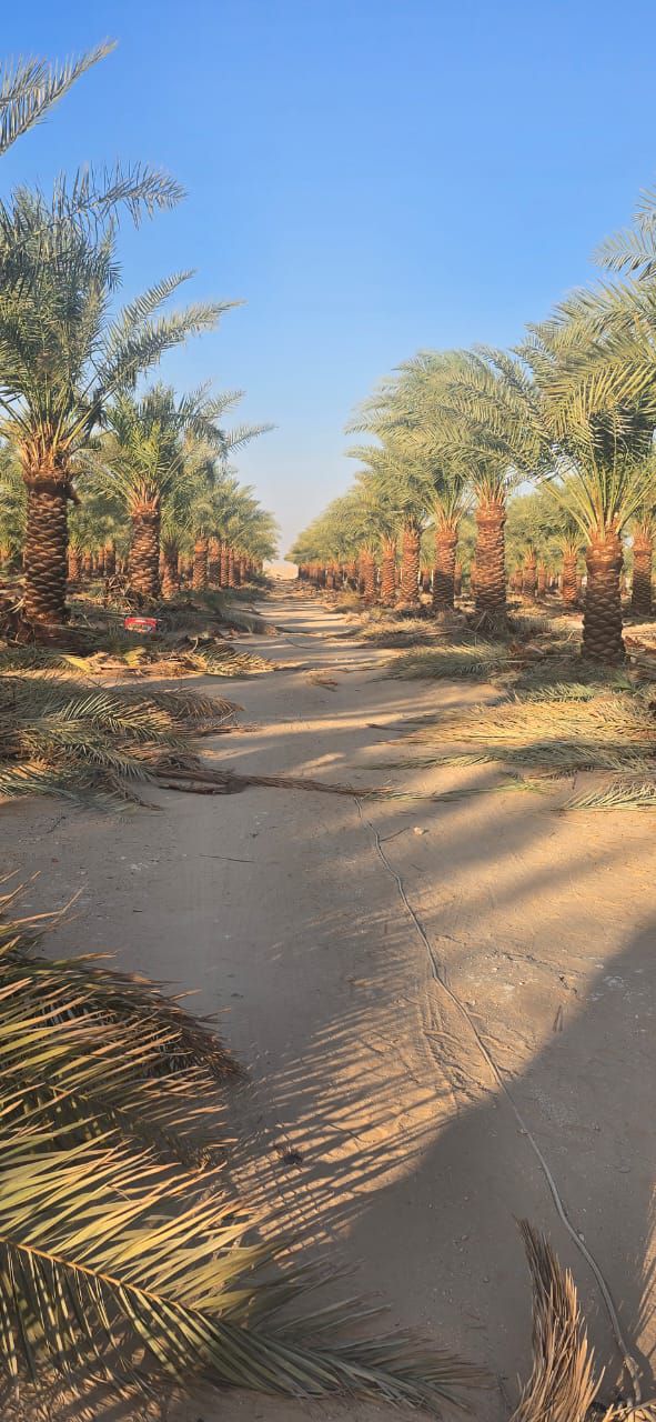 نخل للبيع بجميع انواعه وكافت مقاساته المختلفة