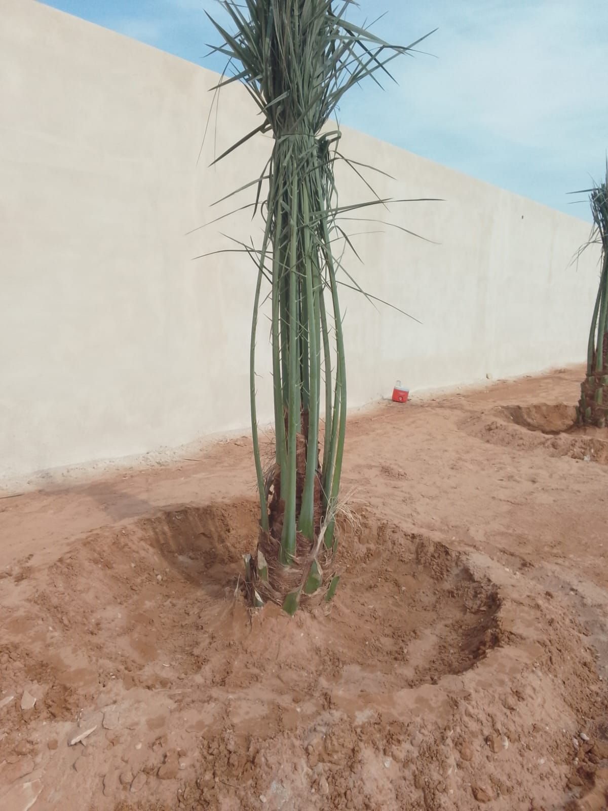 توريد وتركيب الشبوك وتوريد وزراعة النخيل جميع المق