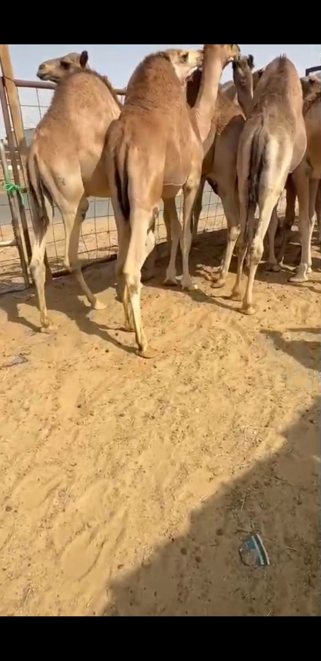 قعدان كفو للبيع زواج او منسبات