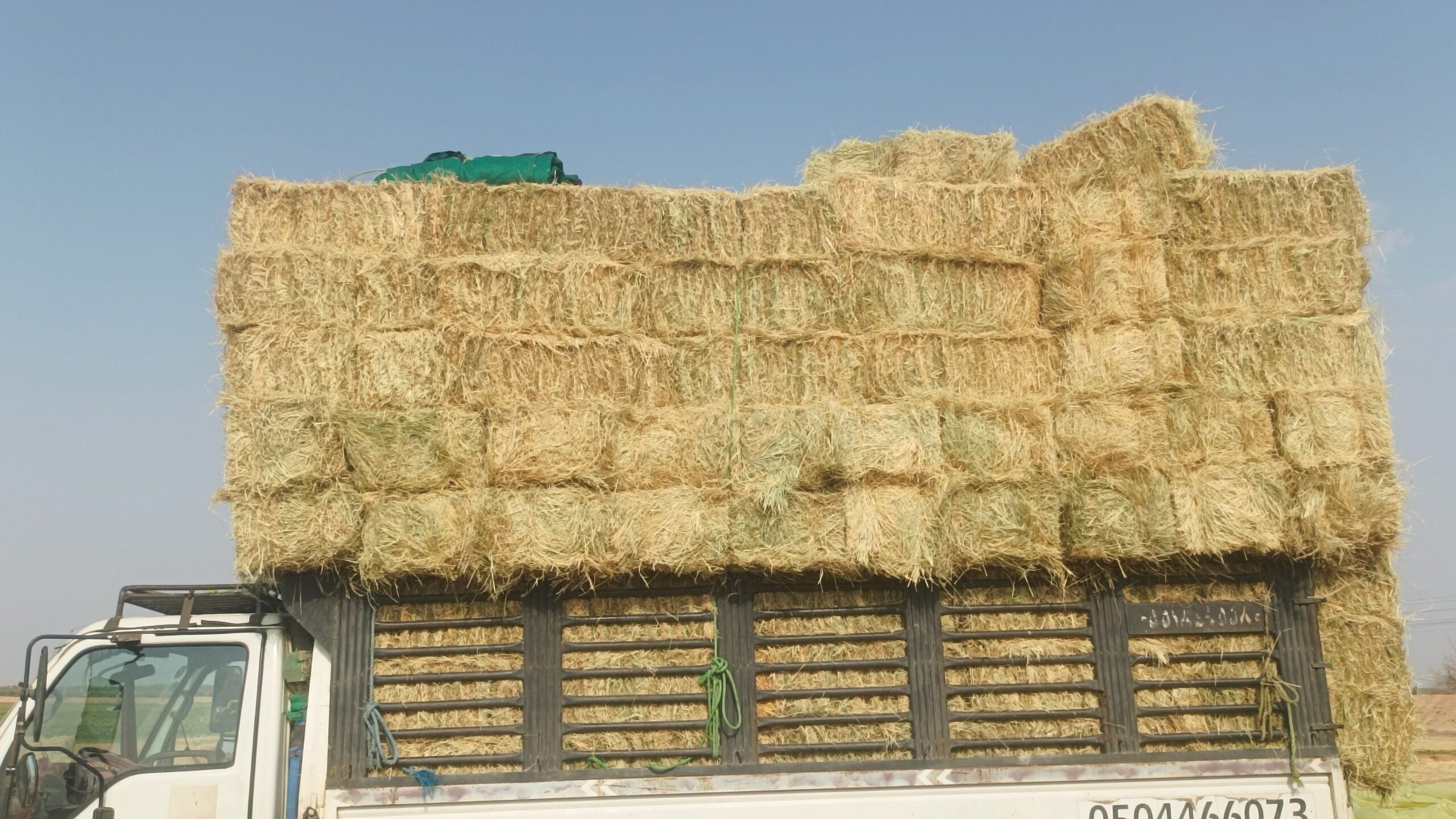 موجود رودس صافی ناعم شده طيب