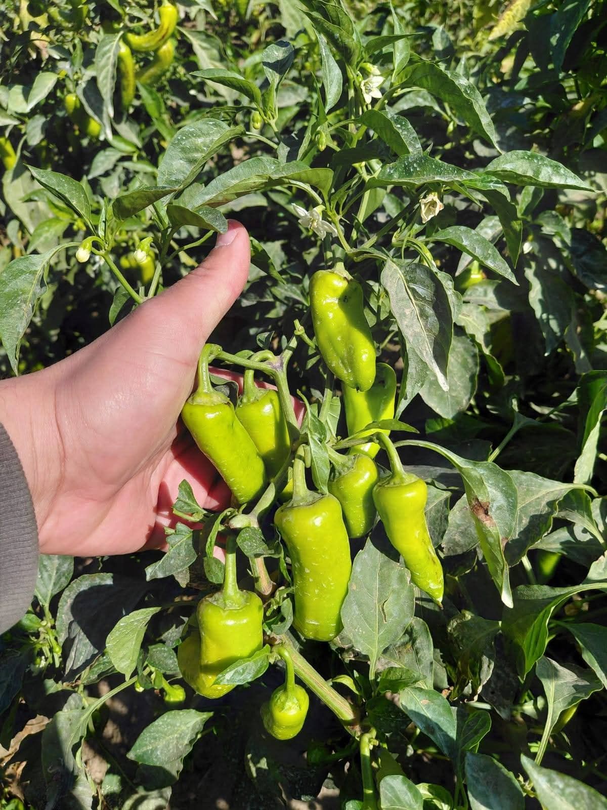 زراعة البيوت المحمية في الرياض