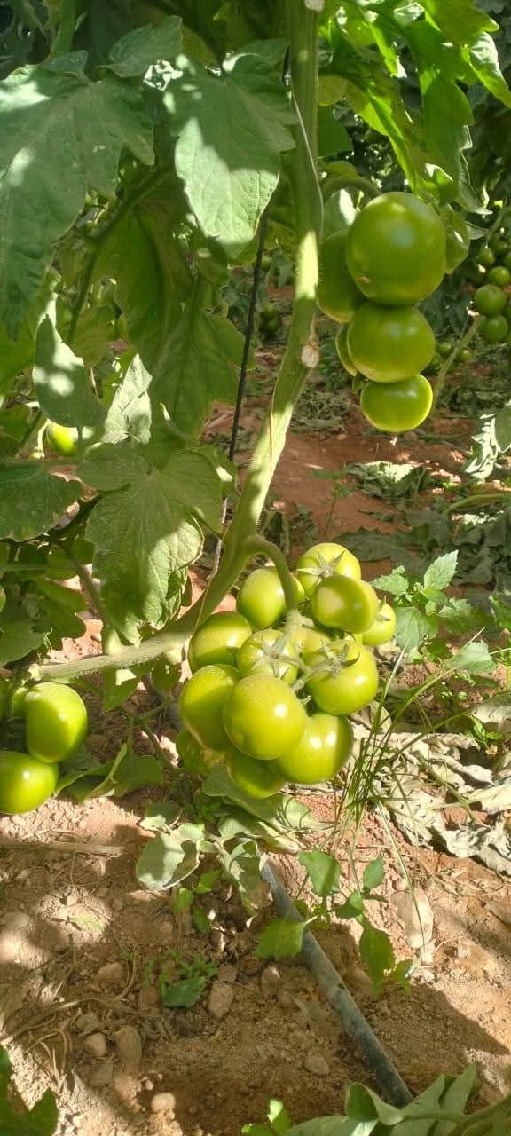 زراعة البيوت المحمية في الرياض