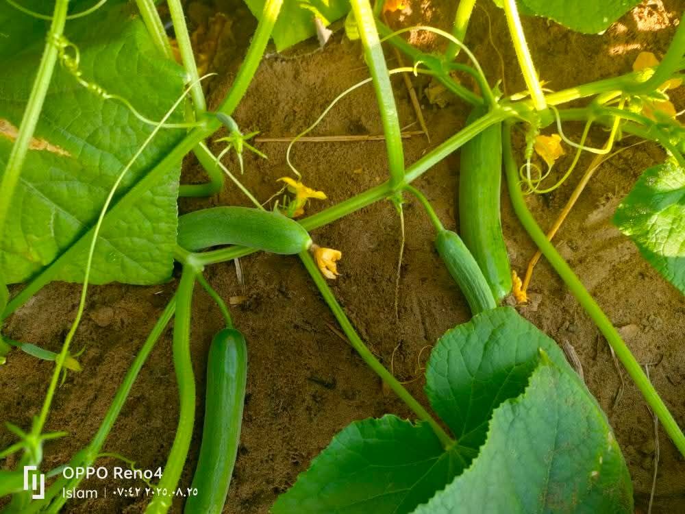 زراعة البيوت المحمية في الرياض