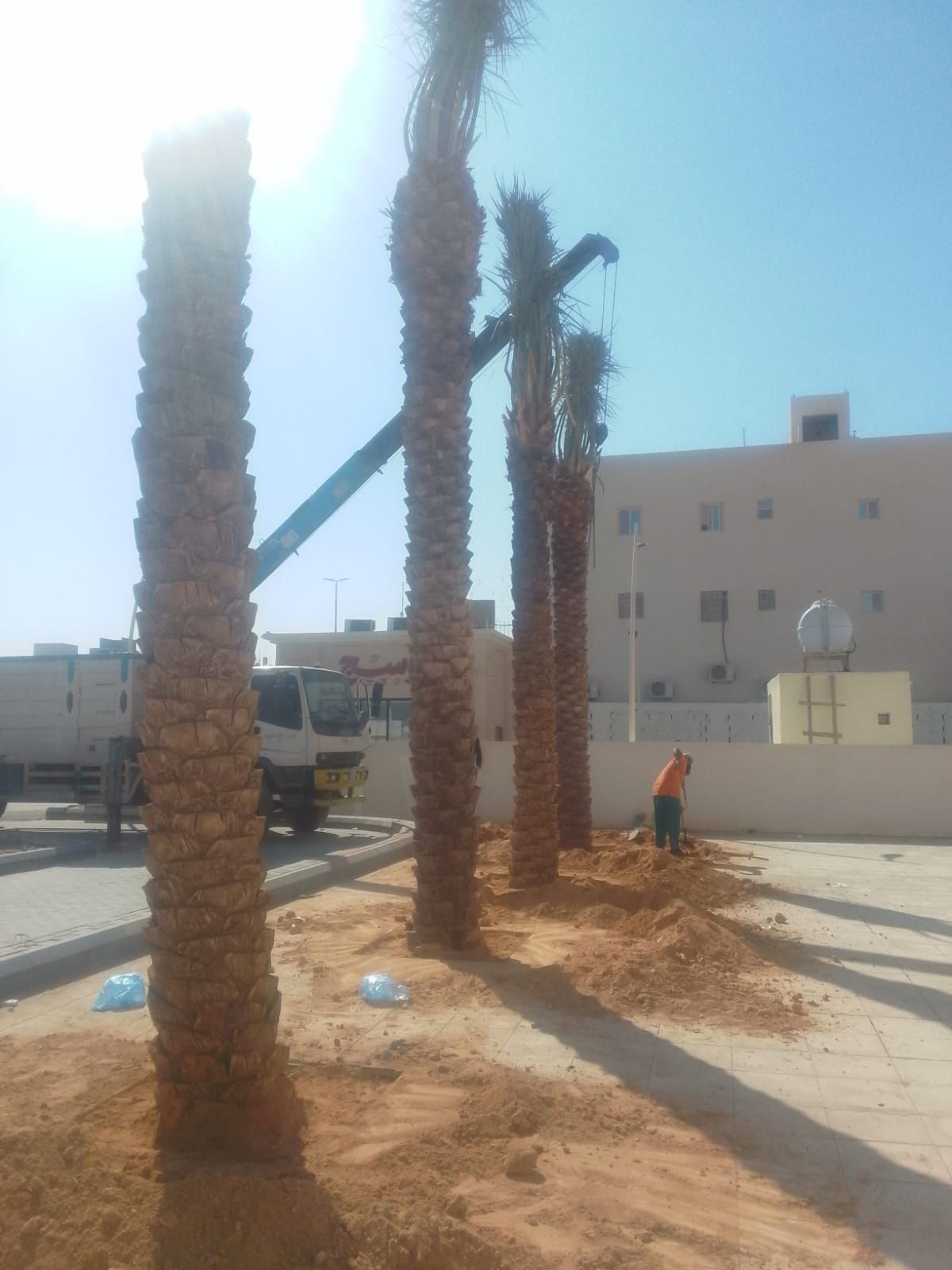 توريد وتركيب الشبوك وتوريد وزراعة النخيل جميع المق