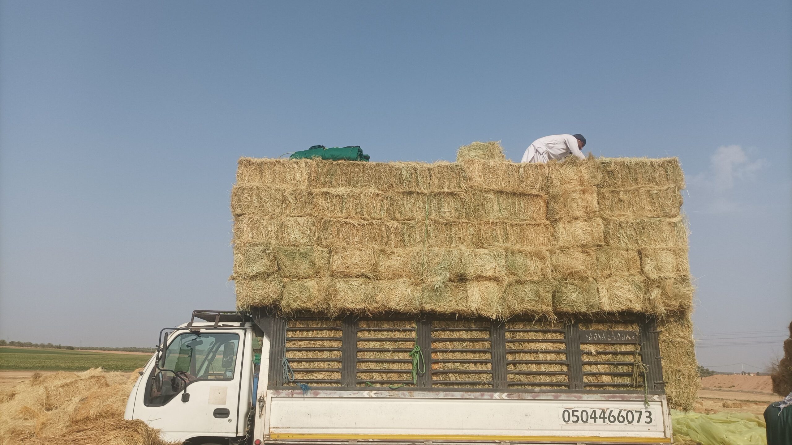 موجود رودس صافی ناعم شده طيب