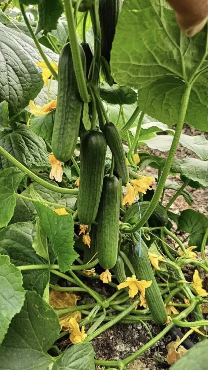 زراعة البيوت المحمية في الرياض