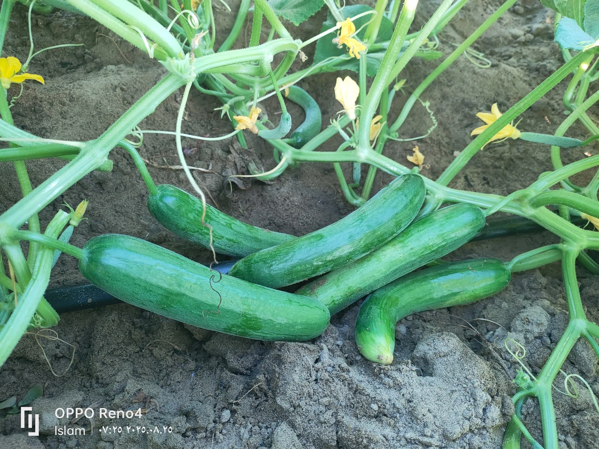 زراعة البيوت المحمية في الرياض