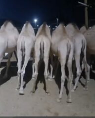 acf50665-c847-4ff1-88ed-3d9843dad672