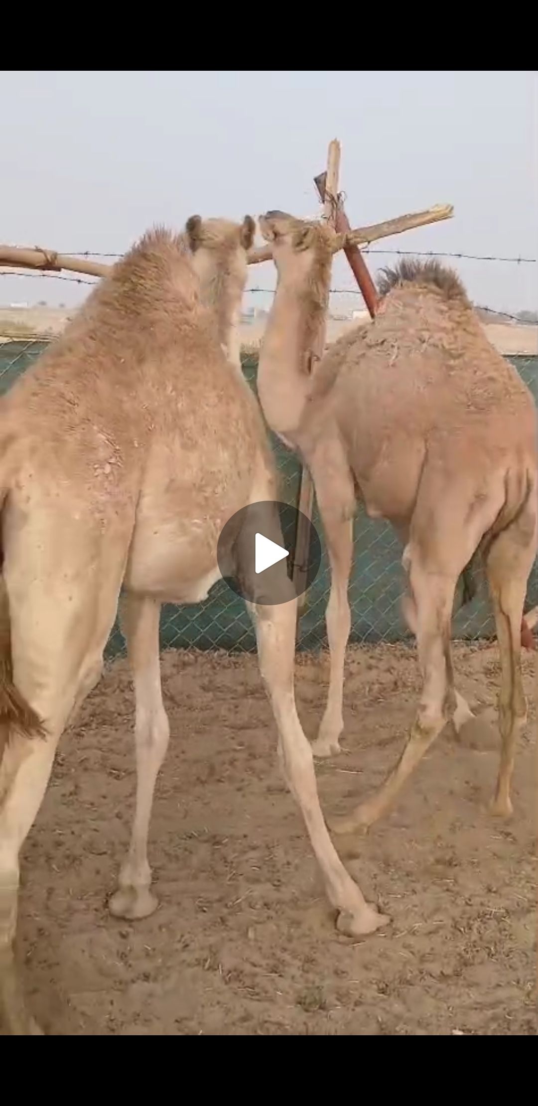 بكره وقعود بلدي كفو البيع زواج او منسبات