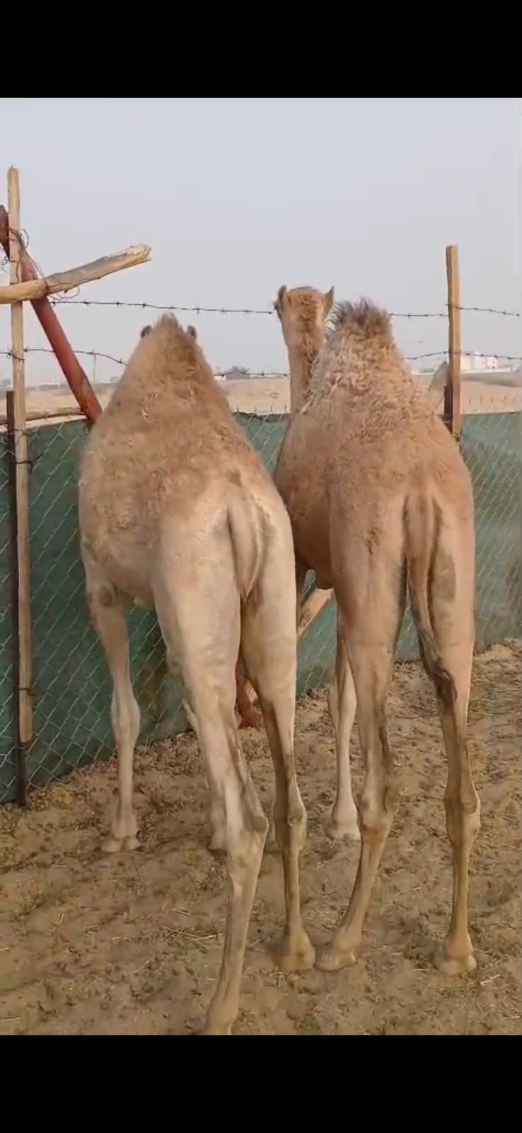 بكره وقعود بلدي كفو للبيع