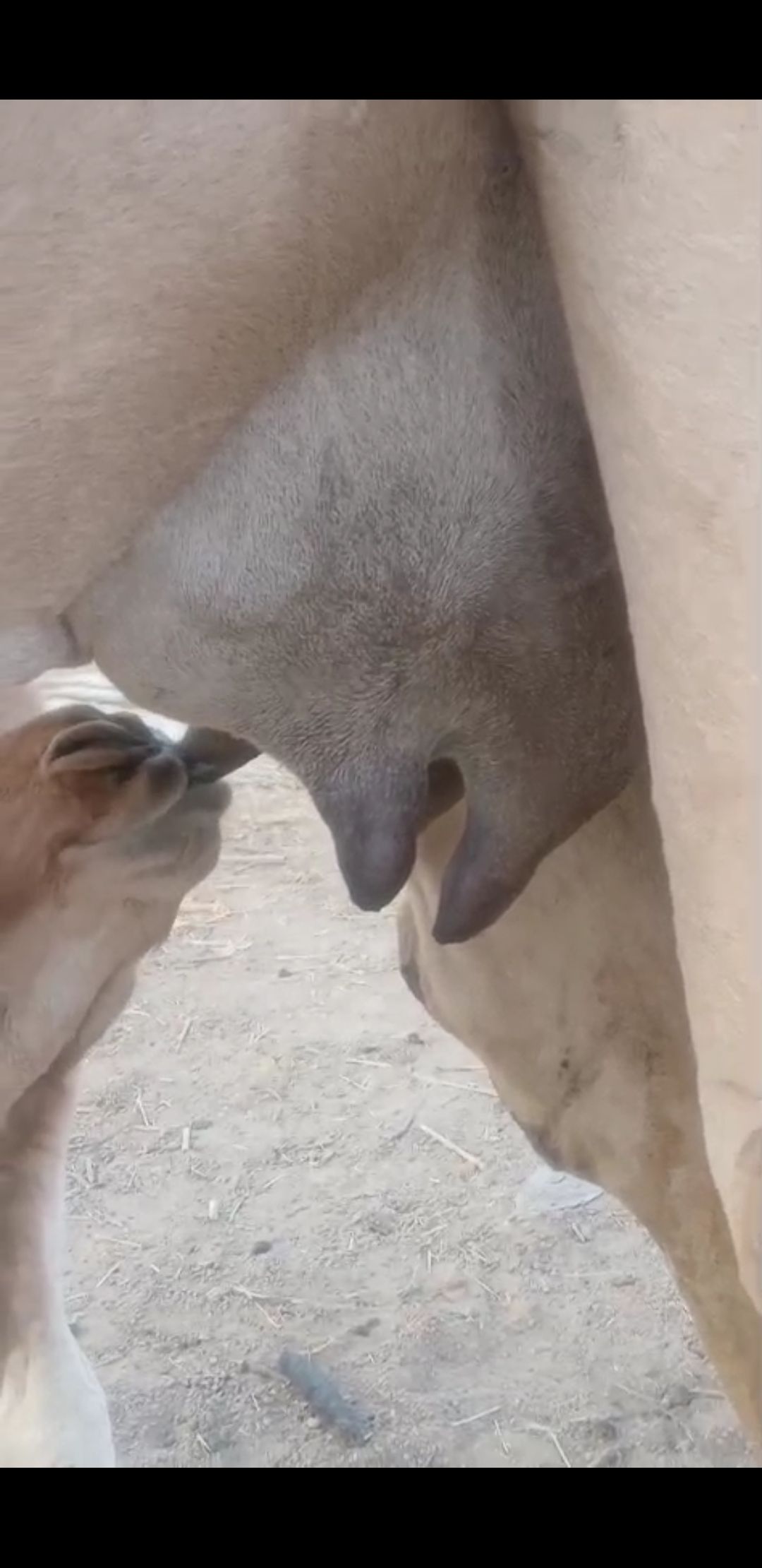 ناقه خلفه عليها قعود ناقه السن سديس تحلب معندها اي