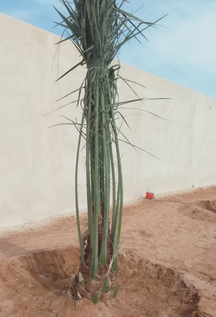 توريد وتركيب الشبوك وتوريد وزراعة النخيل جميع المق