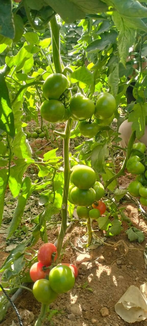 زراعة البيوت المحمية في الرياض