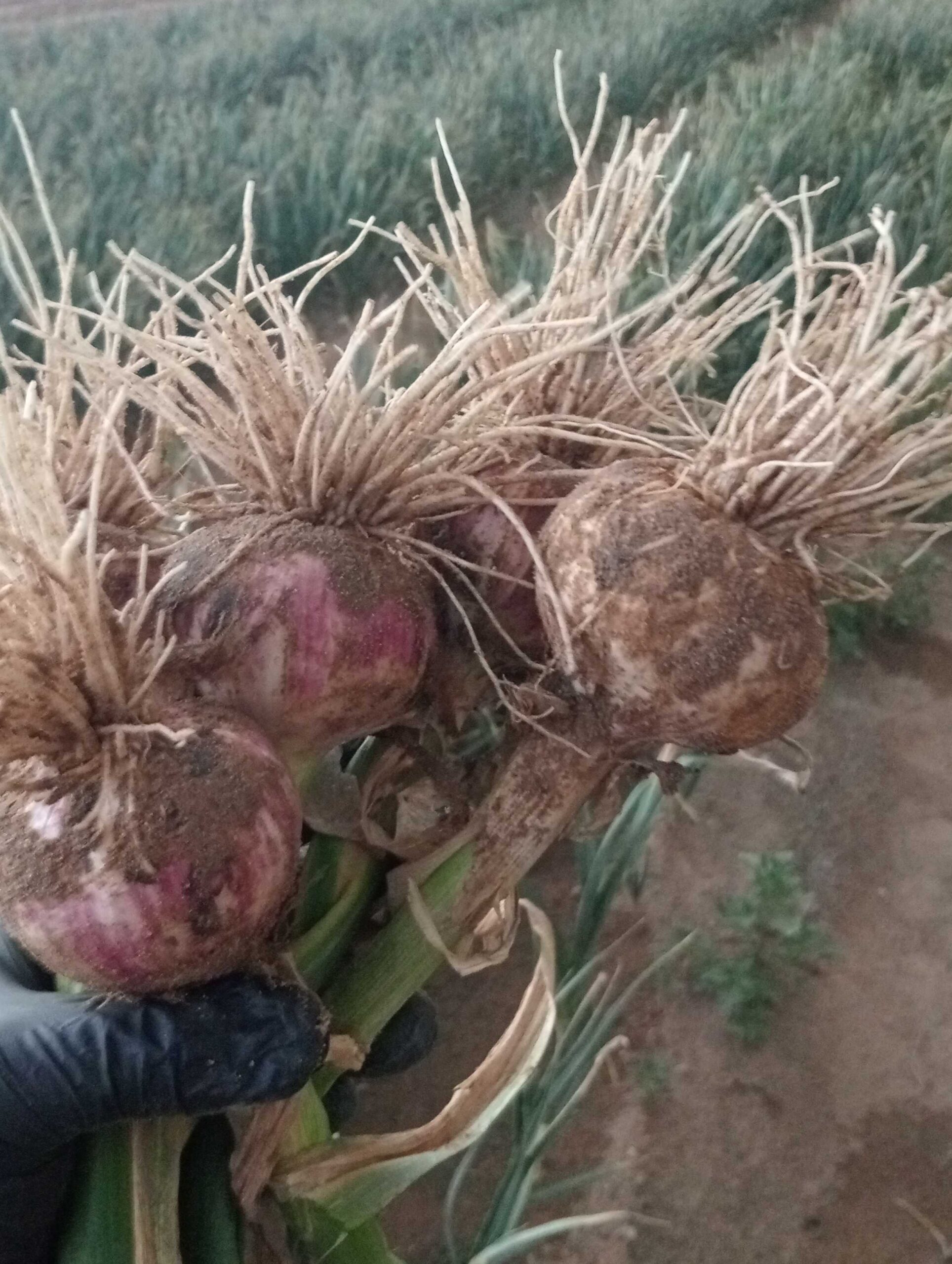 محطه السديس