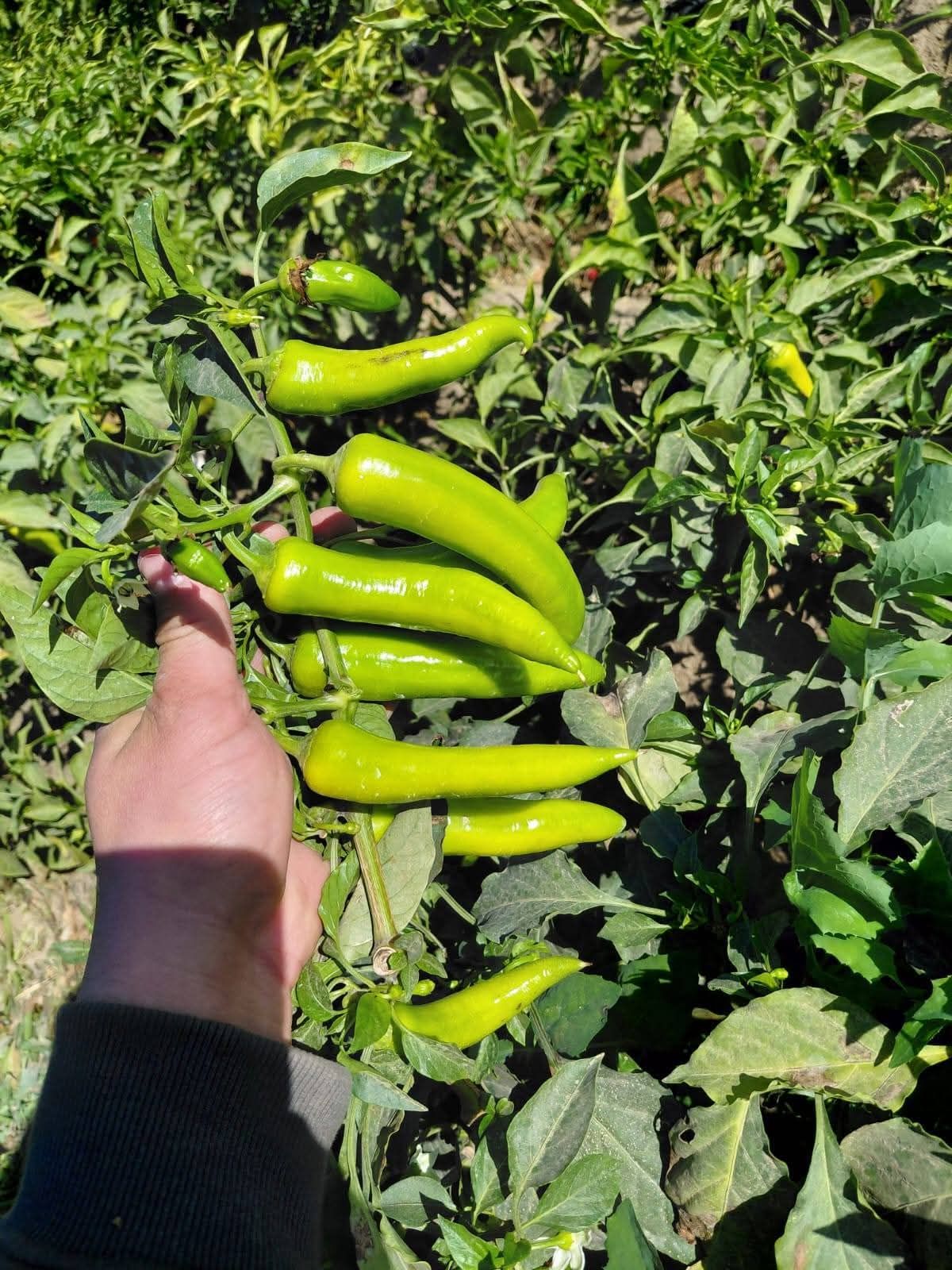 زراعة البيوت المحمية في الرياض