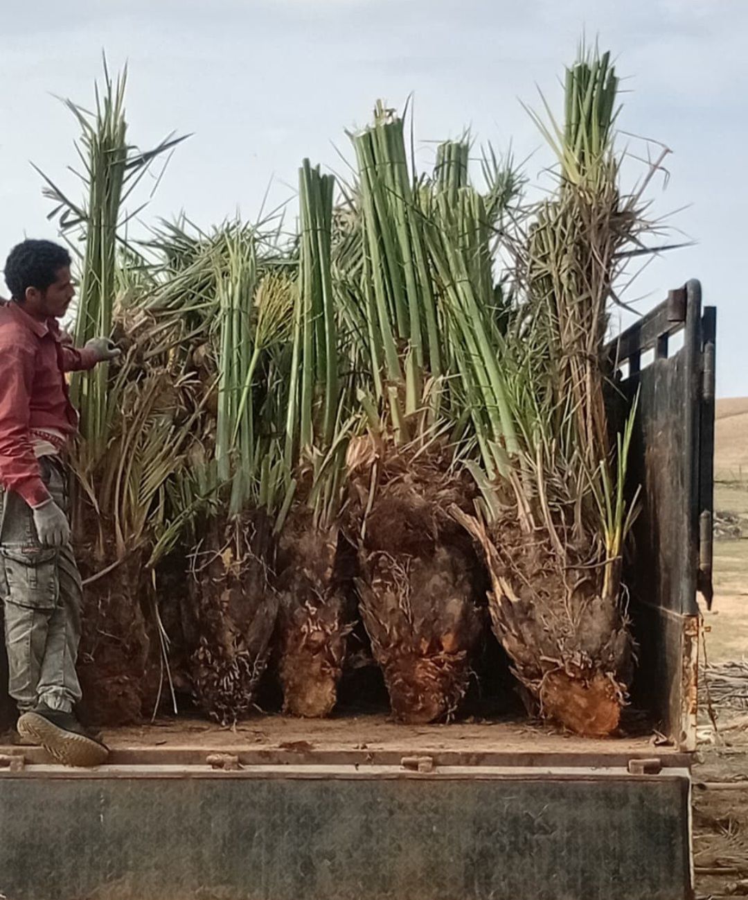 نقوم بتورد وتركيب جميع النواع الشبوك ونخيل