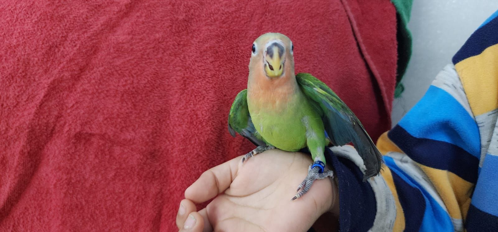 روز اليف وهدد مع الصغير والكبير