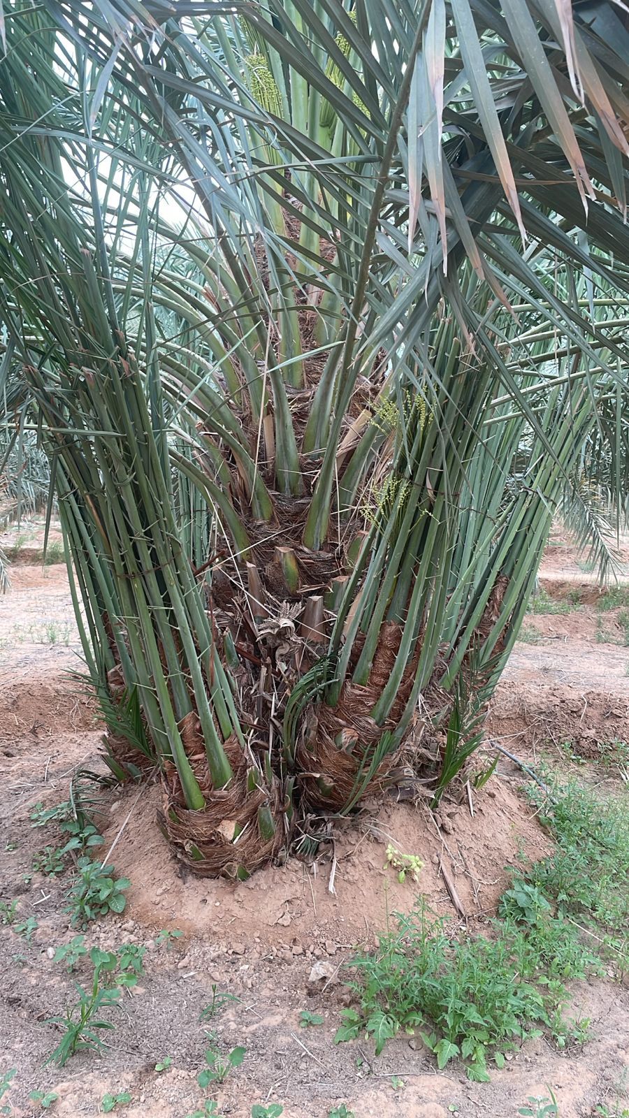 نخل عربي وزينه واشنطن