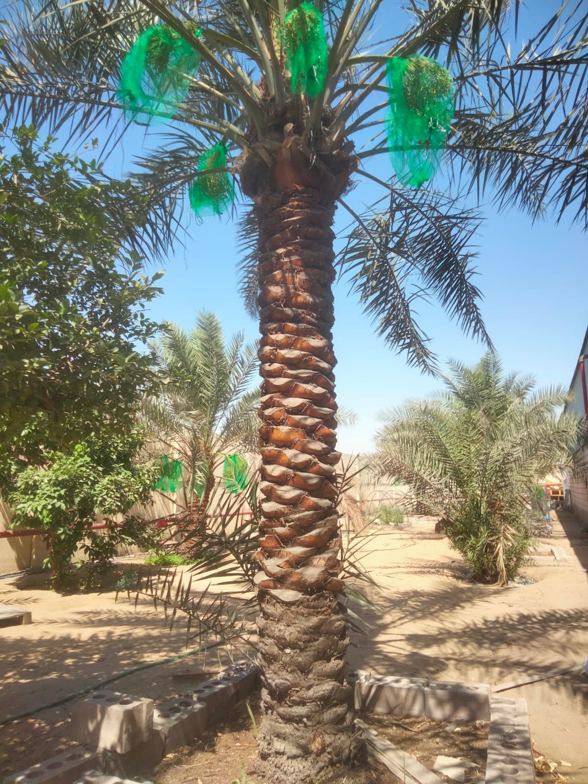 المهندس وليد ابو خالد
