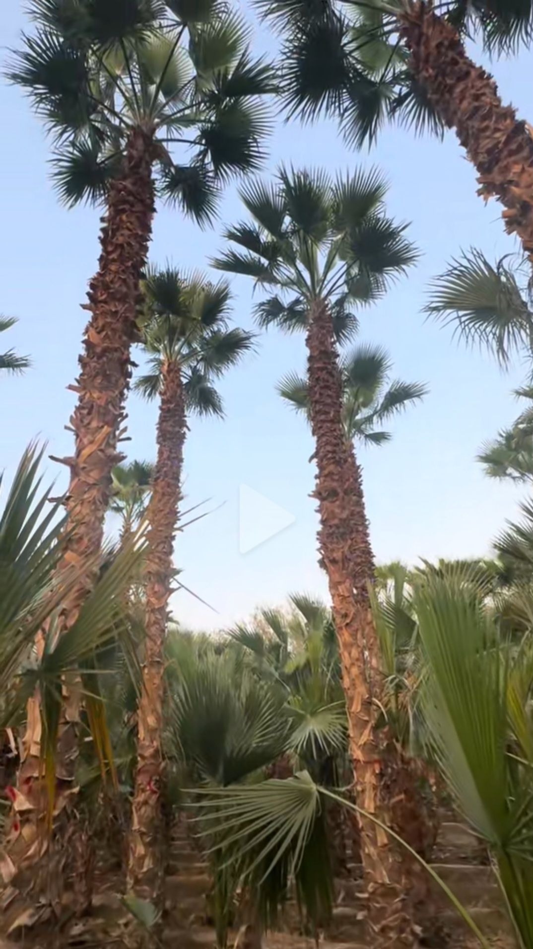 مشتل ومزرعه وجهه الخليج